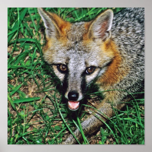 Grey Fox Poster (Front)