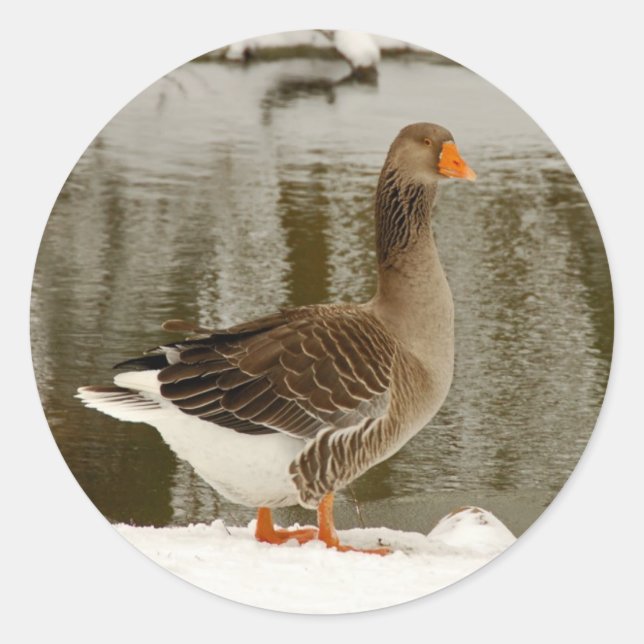 Grey goose in snow stickers (Front)