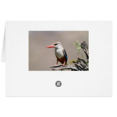 Grey-Headed Kingfisher Cards (Back Horizontal)