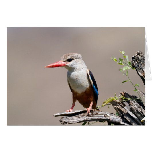 Grey-Headed Kingfisher Cards (Front Horizontal)