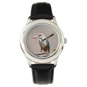 Grey-Headed Kingfisher Watch