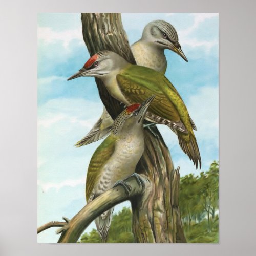 Grey_headed Woodpecker Poster