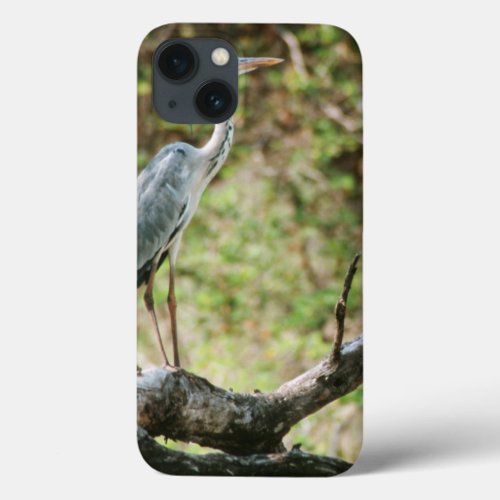 Grey Heron Ardea Cinerea South Africa iPhone 13 Case