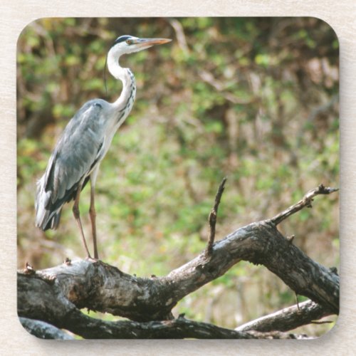 Grey Heron Ardea Cinerea South Africa Coaster