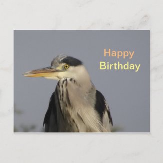 Grey Heron Happy Birthday Postcard