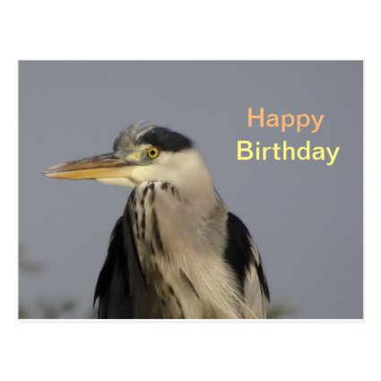 Grey Heron Happy Birthday Postcard