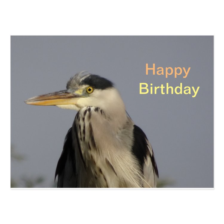 Grey Heron Happy Birthday Postcard