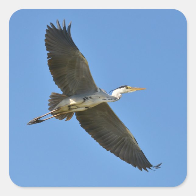 Grey heron in flight square sticker (Front)