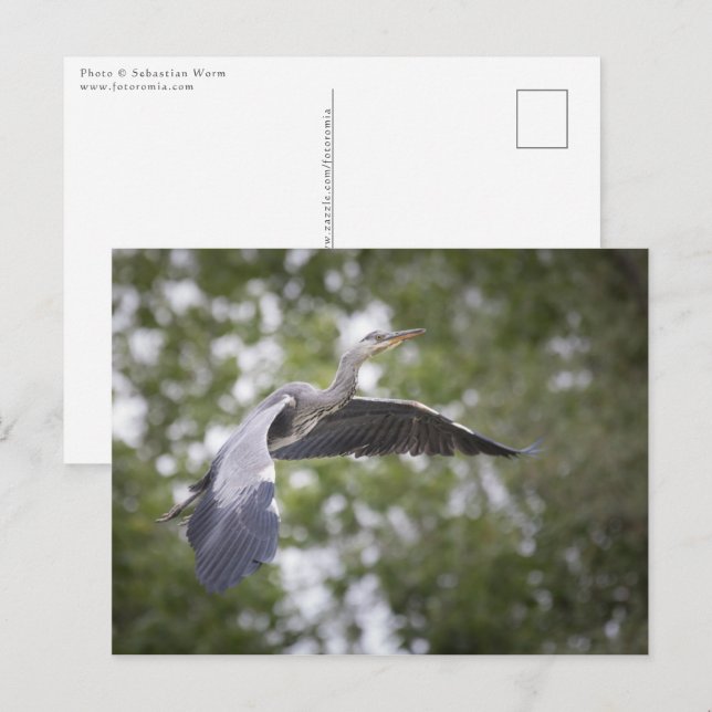 Grey Heron Nature Photo Postcard (Front/Back)
