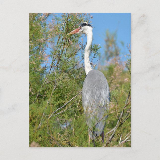 Grey heron perched in tree postcard (Front)