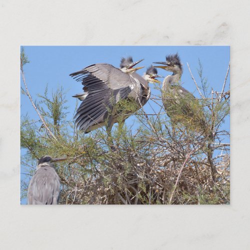 Grey herons in nest postcard