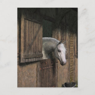 Grey Horse at the Stable Door Postcard