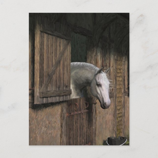 Grey Horse at the Stable Door Postcard (Front)