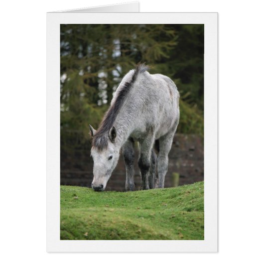 Grey Horse Cards (Front)