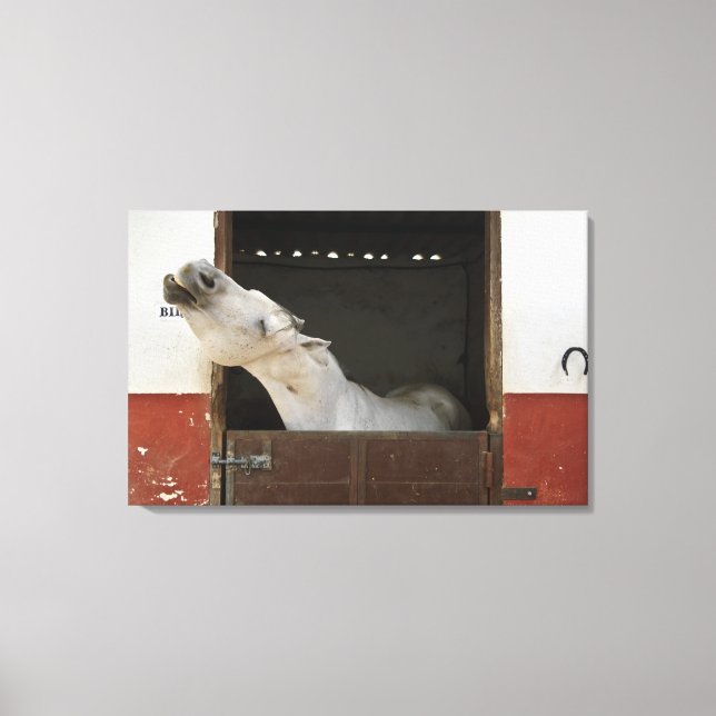 Grey horse in a stable canvas print (Front)