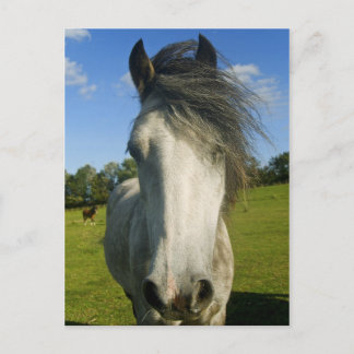 Grey horse postcard