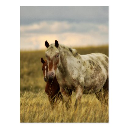 Grey Horse with Baby Postcard