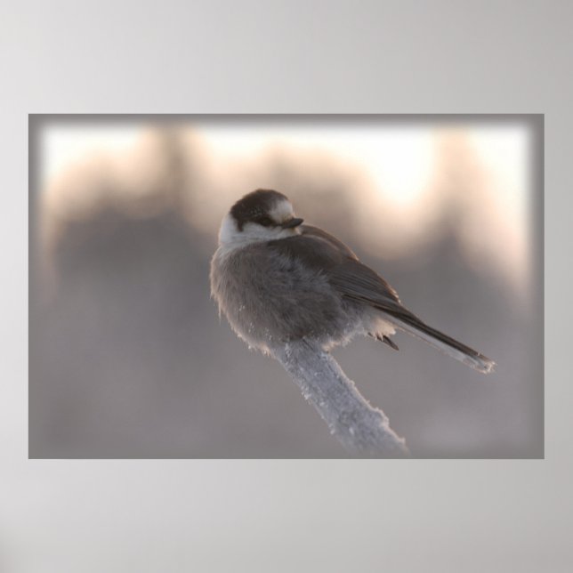 grey jay 2 poster (Front)