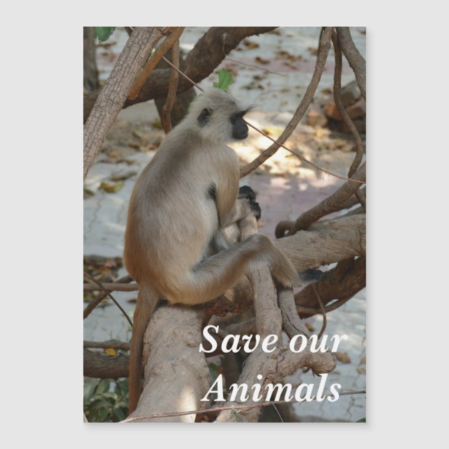 Grey Langur - Take a Rest (Front)