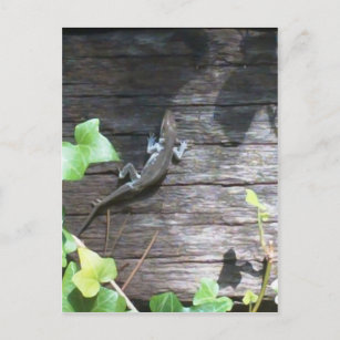 grey lizard on a ivy wall postcard