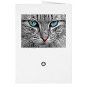 Grey Long Hair Cat Blue Green Eyes Pet Animal (Back)