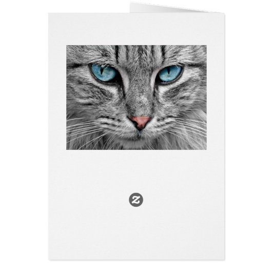 Grey Long Hair Cat Blue Green Eyes Pet Animal (Back)
