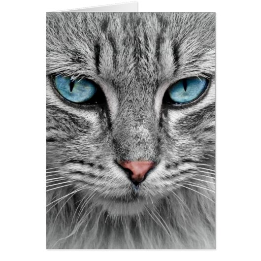 Grey Long Hair Cat Blue Green Eyes Pet Animal (Front)