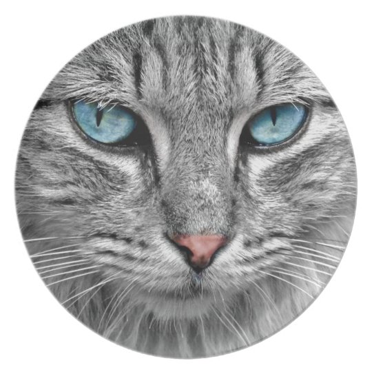 mackerel tabby cat blue eyed