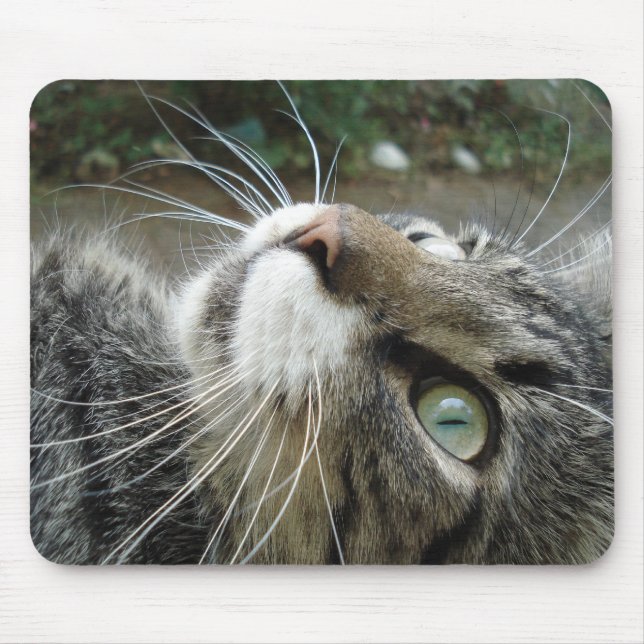 Grey Maine Coon Cat Mouse Pad (Front)
