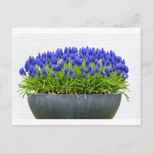 Grey metal flower box with blue grape hyacinths postcard