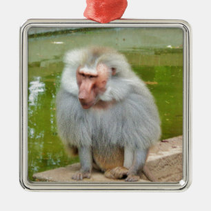 Grey Monkey, Ape Macaque, Nature, Animal Wildlife Metal Ornament