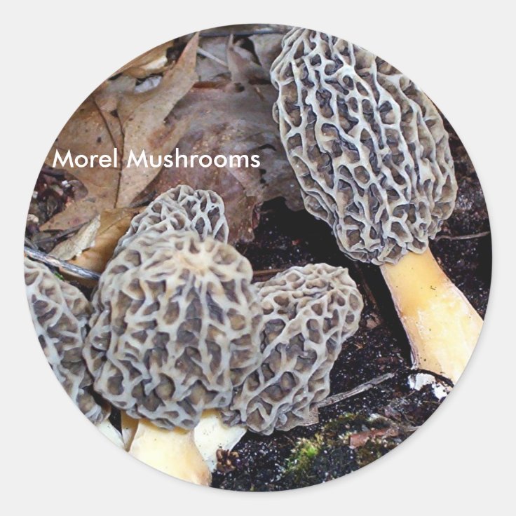 Grey Morels, Morel Mushrooms Classic Round Sticker Zazzle