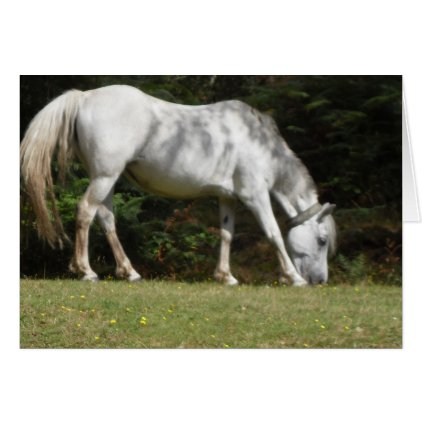 Grey New Forest Pony Grazing in the Dappled Shade Card