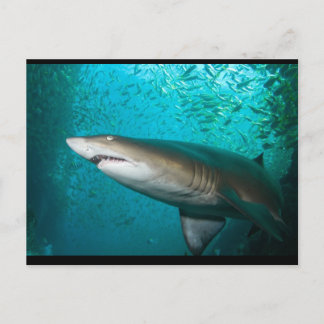 Grey Nurse Shark Postcard