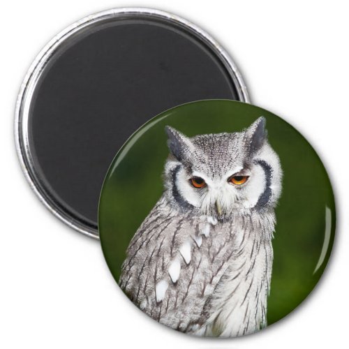 Grey owl perched with green blurred background magnet