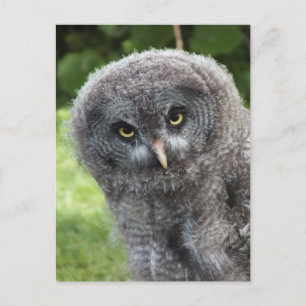 GREY OWL  POSTCARD