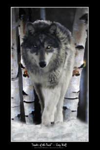 alpha wolf accessories zazzle