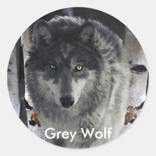 GREY PACK WOLF Collection Classic Round Sticker