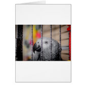 Grey Parrot (Front)