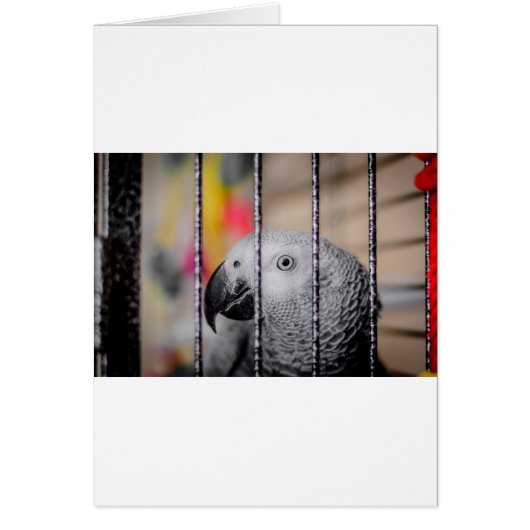 Grey Parrot Cards (Front)