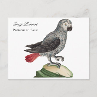 Grey Parrot - Psittacus erithacus Postcard
