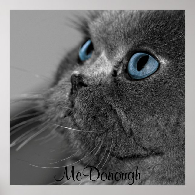 Grey Persian Cat with Blue Eyes Poster (Front)