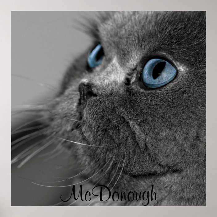 blue grey persian cat