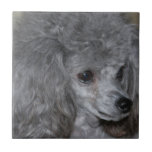 Grey Poodle Tile