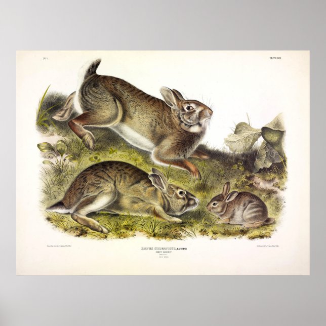 Grey Rabbit / Eastern Cottontail by Audubon Poster (Front)