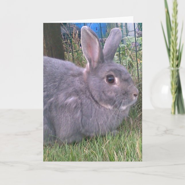 Grey rabbit greetings card. Range of occasions. Card (Front)