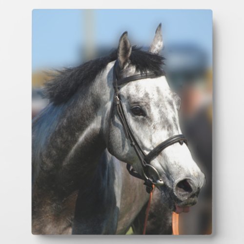 Grey Race Horse Racing Portrait  sports photo Plaque