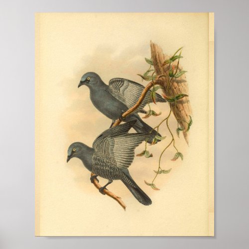 Grey Ramseys Cuckoo Shrike Bird Vintage Print