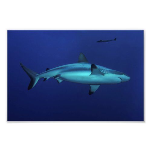 Grey Reef Shark at Osprey Reef Photo Print