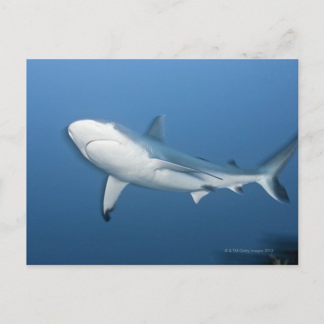 Grey reef shark (Carcharhinus amblyrhynchos) Postcard (Front)